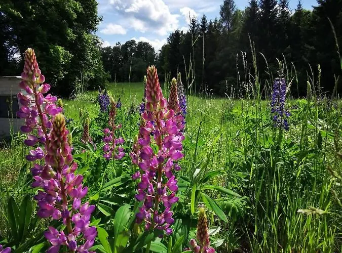 Cyklocamp Pod Landstejnem * Stare Mesto (South Bohemian)